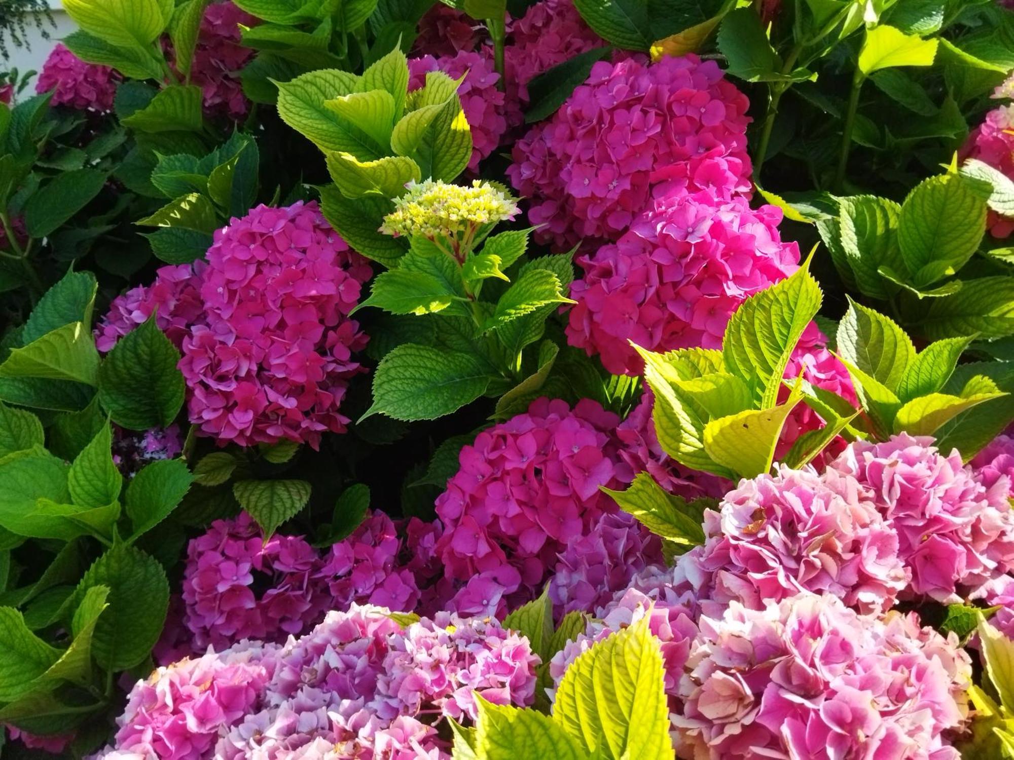 Les Hortensias Fortschwihr Exteriör bild